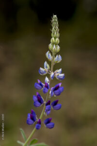 lupine plant heartwork nature photography class earth day